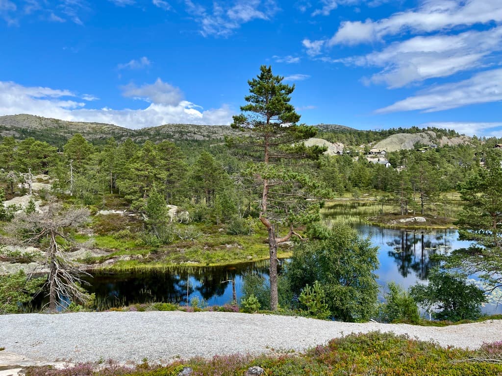 Fjelltjern omgitt av furuskog i nærheten av Lindeview