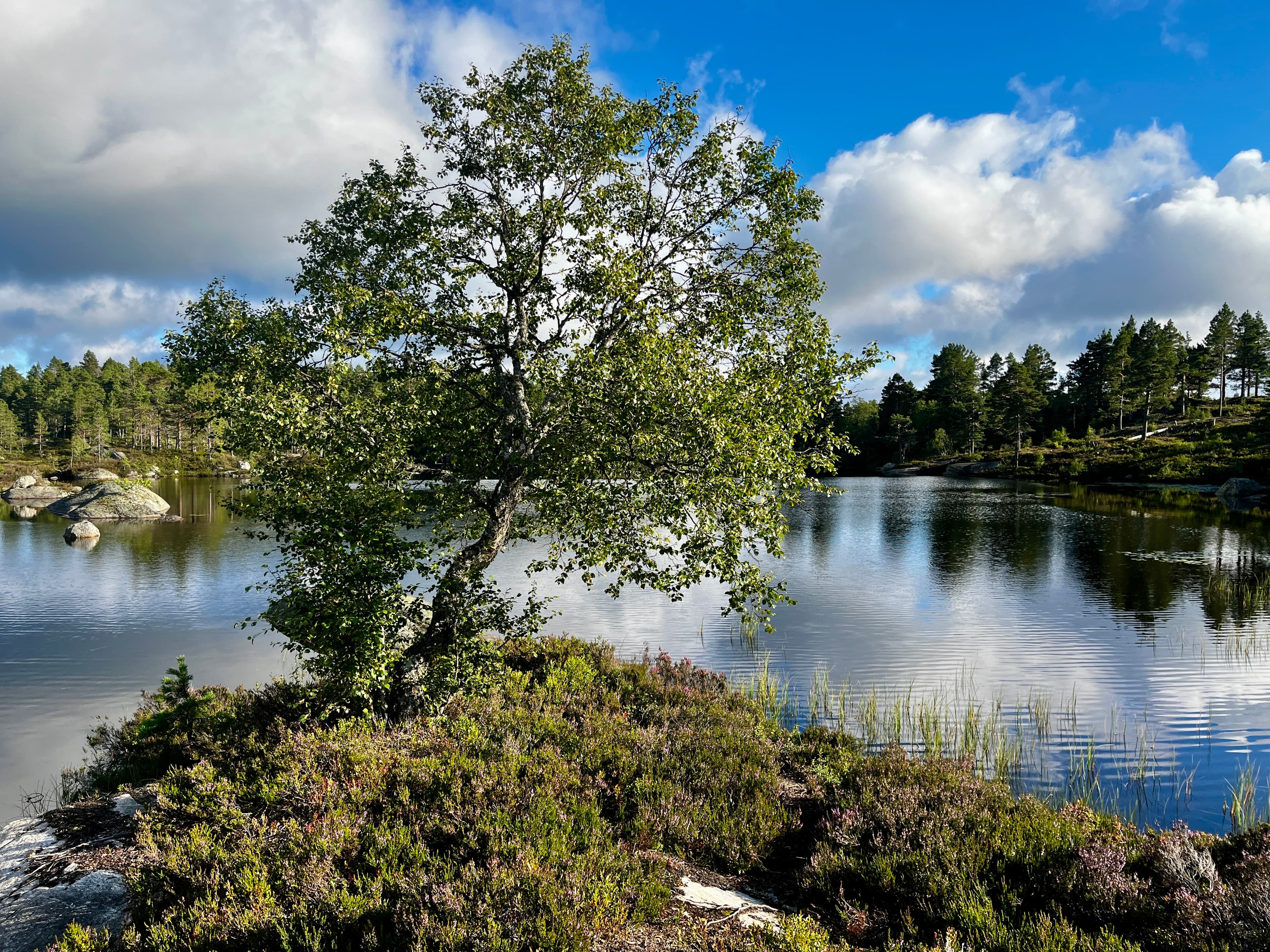 Stille fjelltjern med bjørk ved bredden, nær Lindeview