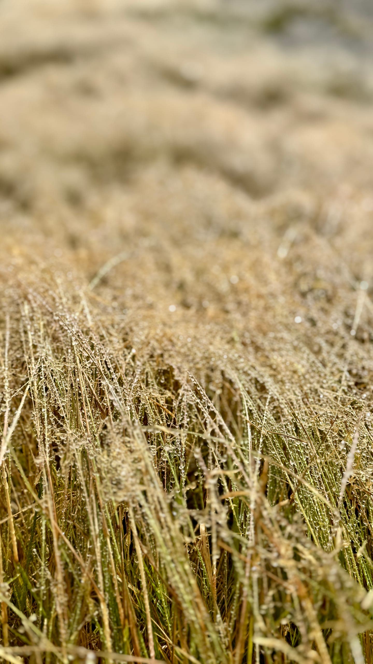 Gras im Sonnenuntergang bei Lindeview